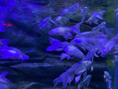 -芜湖新华联大白鲸海洋公园