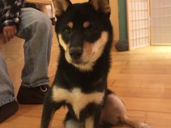 -喜柴咖啡·柴犬狗咖