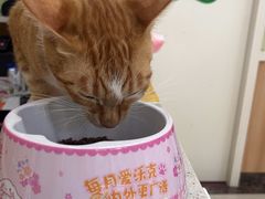 -瑞鹏宠物医院·夜间急症·心超·猫科(祖庙分店)