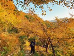 -四明山国家森林公园