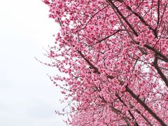 -白塘生态植物园