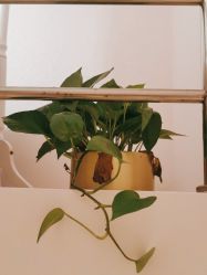 -薇兰专业脱毛连锁机构