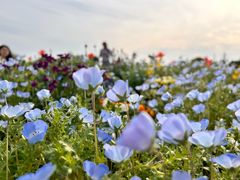 -上海辰山植物园