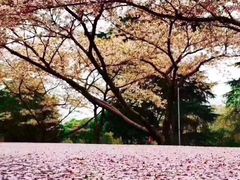 -武汉大学-樱园
