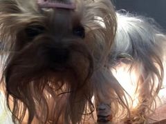 -伟伟宠物医院·CT影像中心·瑞派犬猫综合性门诊(汉口总院)