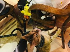 -猫色咖啡·猫咖