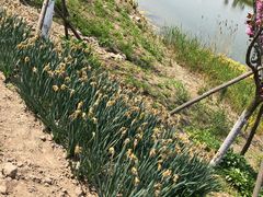 -南通鲜花小镇