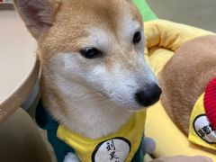 -逗柴咖啡屋·狗咖猫咖宠物桌游