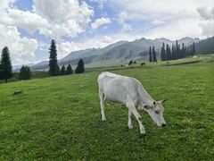 -新疆那拉提国家旅游度假区
