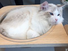 -飞行喵MR PILOT|猫舍·猫咖(静安大融城店)