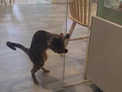 -楼上猫咖(罗湖店)