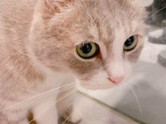 -猫儿山۰猫主题餐厅