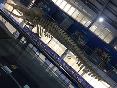 -上海海洋大学鱼文化博物馆(军工路校区)