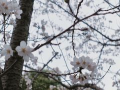 -高东镇樱花园
