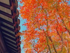 -秋霞圃