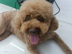 -瑞派宠物医院·中兽医专科(中央商城分院)