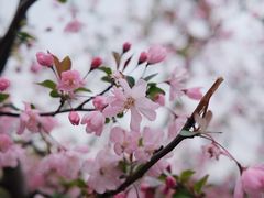 -高东镇樱花园
