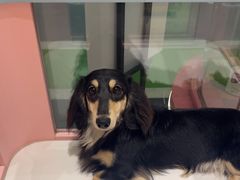 -FAELING PETS美天灵宠物(合生汇店)