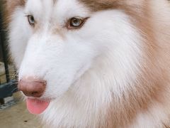 -TrueLove @ Neverland (Husky Cafe)