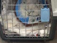 -瑞派蒂凯宠物医院·心脏科·口腔科·皮肤科