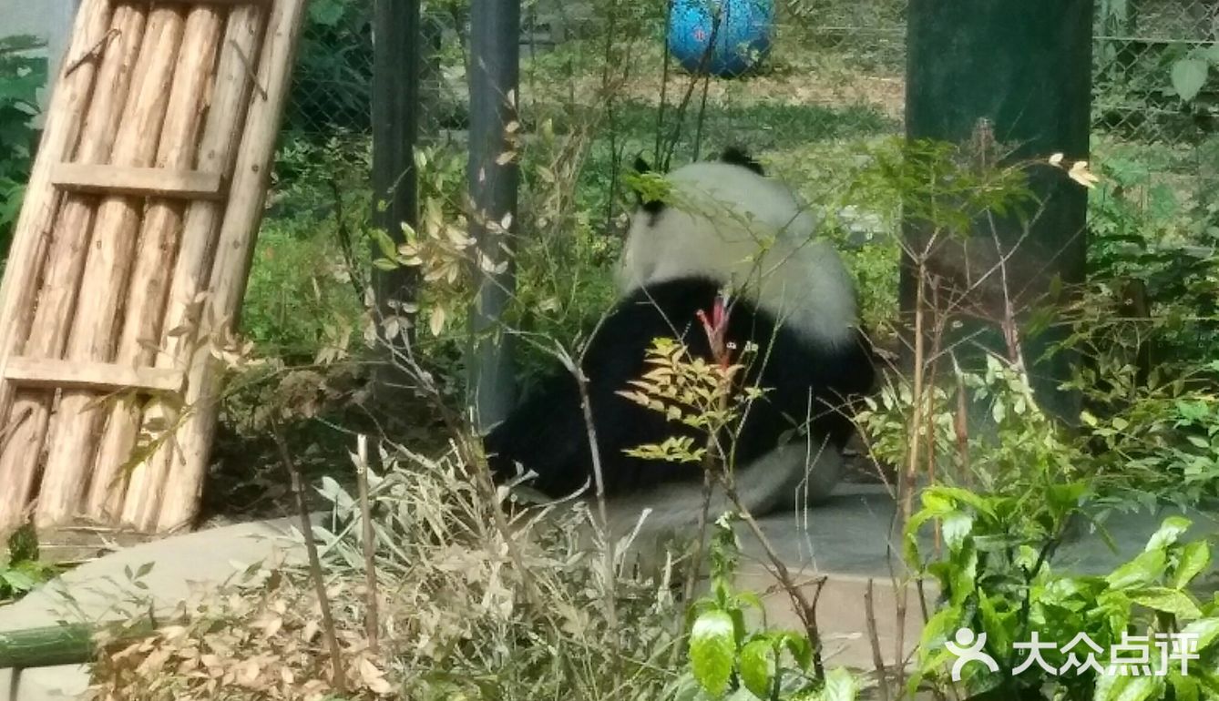 到成都旅遊的時候去了一下成都動物園觀賞了這裡的