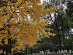 -桂湖森林公园