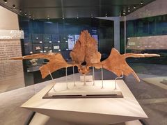 -北京周口店北京人遗址博物馆