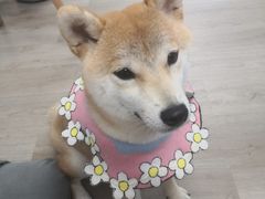 -柴迷FANS CLUB·柴犬狗咖·猫咖