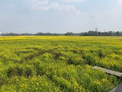 -桤木河湿地公园