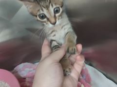 -东莞宠友24H宠物中心医院·转诊夜诊·异宠(新河北路院)