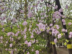 -黑龙江省森林植物园