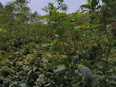 -故乡缘·香格里拉山庄(冷竹路店)