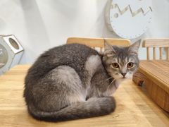 -楼上猫咖(罗湖店)