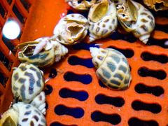 -巽寮印象美食部落餐厅·海鲜·地方特色菜(惠州体验店)