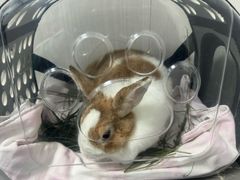 -东莞宠友24H宠物中心医院·转诊夜诊·异宠(新河北路院)