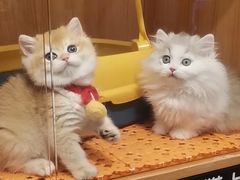 -欣宠猫屋·矮脚拿破仑·蓝金金渐层