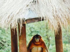 -云南野生动物园