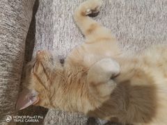 -藏猫猫咖啡主题馆(中央大道店)