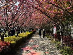 -高东镇樱花园