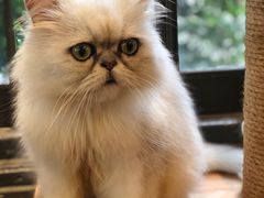 -more than meow吴止猫主题餐厅(承德 中船汇店)