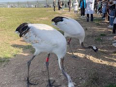 -盐城丹顶鹤湿地生态旅游区