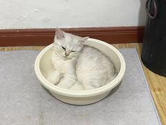 -爱佳宠物中心医院·骨外科·猫专科·急重症(瑶海万达店)