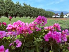 -富田农场