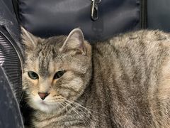 -纳吉亚猫专科动物医院·北北分院