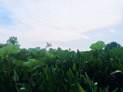 -新江湾城公园