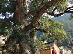 -杨家堂村