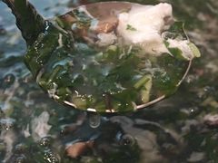 -老淳安—伴山伴湖(千岛湖开元度假村店)