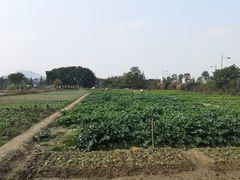 -田园东方蜜桃村的田野营地
