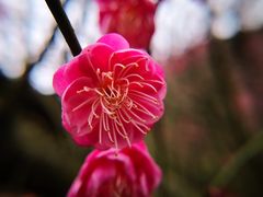 -新建村梅花