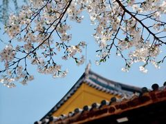 -龙华素斋(龙华路店)